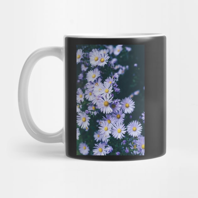 White Daisy Flowers - Daisy Garden by JDVNart